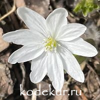 Hepatica transsilvanica Alba