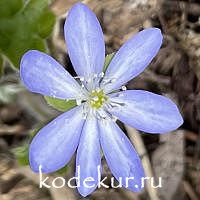 Hepatica transsilvanica Easy