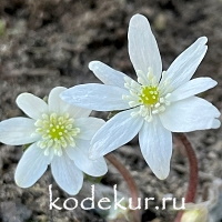 Hepatica transsilvanica Eistaucher