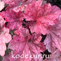 Heuchera Berry Smoothie