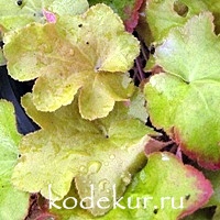 Heuchera Big Top Gold