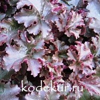 Heuchera Chocolate Ruffles