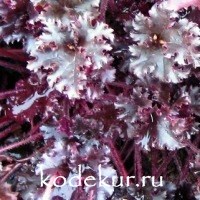 Heuchera Dark Secret