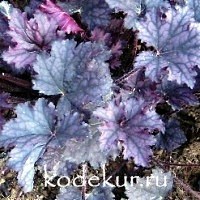 Heuchera Frosted Violet