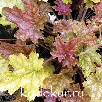 Heuchera Ginger Ale