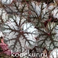 Heuchera Glitter 