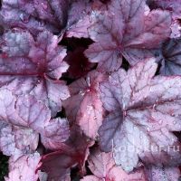 Heuchera Grape Soda