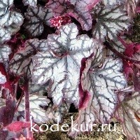 Heuchera Jade Gloss