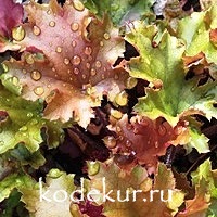 Heuchera Marmalade