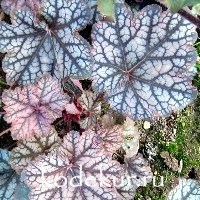 Heuchera Mars