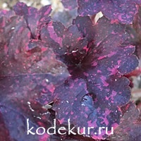 Heuchera Midnight Rose