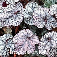 Heuchera Neptun