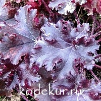 Heuchera Obsidian