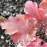 Heuchera Peach Crisp