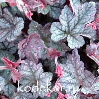 Heuchera Rave on
