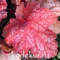 Heuchera Rio