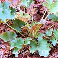 Heuchera Sashay