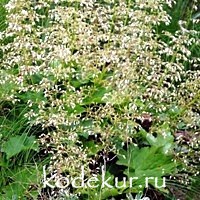Heuchera vulgaris