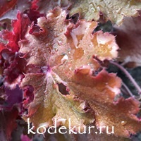 Heuchera Zipper