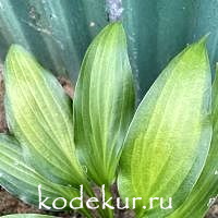 Hosta  Abana