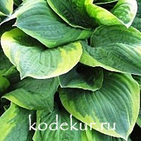 Hosta Abigua Moonbeam