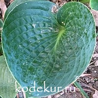Hosta  Abiqua Drinking Gourd