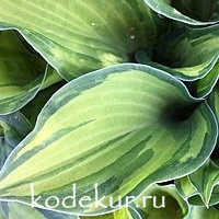 Hosta  Albopicta fortunei