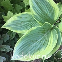 Hosta  Alex Summers