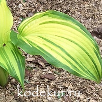 Hosta  Amalia