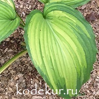 Hosta Angel Falls 