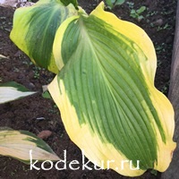 Hosta  Atlantis