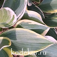 Hosta  Autumn Frost