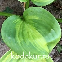 Hosta  Avocado