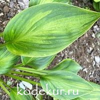 Hosta  Ayesha