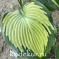 Hosta  Beckoning