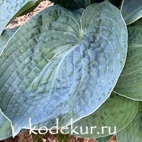 Hosta Big Daddy