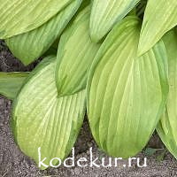Hosta  Big Performer