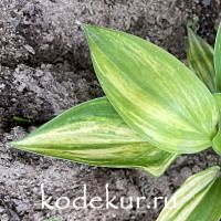 Hosta  Blizzard