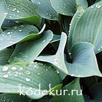 Hosta Blue Cadet