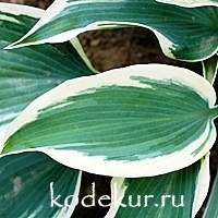 Hosta Blue Ivory