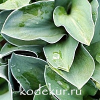 Hosta Blue Mouse Ears