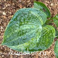 Hosta  Breeder's Love