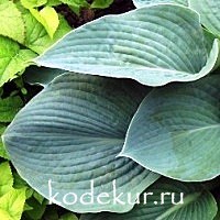 Hosta Bressingham Blue