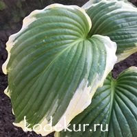 Hosta  Bridal Falls