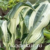 Hosta  Bullfrog