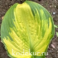 Hosta  California Gold Rush