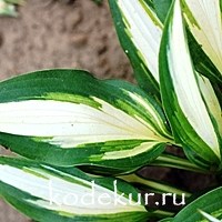 Hosta Calypso