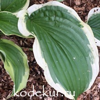 Hosta  Cape Cod