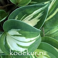 Hosta Cherish 