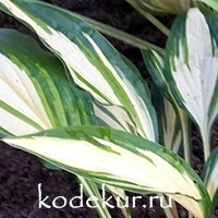 Hosta  Cherry Berry